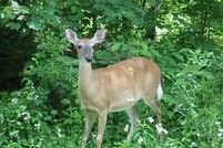 Property in Perquimans County, North Carolina