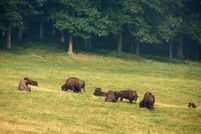 Property in Dent County, Missouri