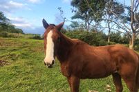 Property in Hawaii County, Hawaii