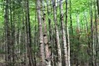 Property in Ashe County, North Carolina