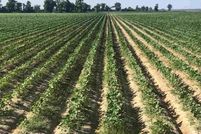 Property in Clay County, Arkansas