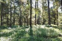 Undeveloped Land for sale in Jones County, Mississippi