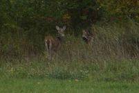 Property for sale in Lenawee County, Michigan