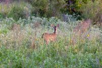 Ranch Property for sale in Hidalgo County, Texas