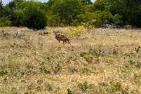 Property in Palo Pinto County, Texas