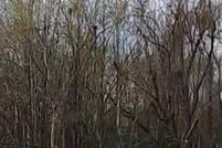 Undeveloped Land for sale in East Baton Rouge Parish, Louisiana