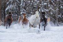 Property for sale in Flathead County, Montana