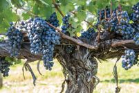 Property for sale in Harrisonburg City County, Virginia