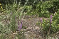 Undeveloped Land for sale in Putnam County, Florida