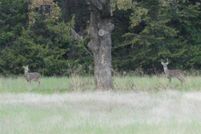 Property for sale in Montague County, Texas