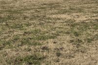 Property for sale in Shelby County, Tennessee