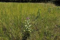 Property for sale in Montgomery County, Arkansas