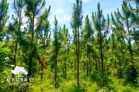 Undeveloped Land for sale in Wheeler County, Georgia