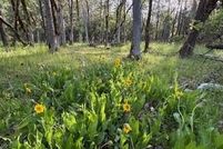 Undeveloped Land for sale in Jackson County, Oregon