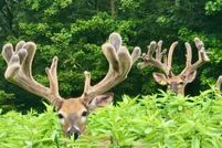 Property for sale in Blount County, Alabama