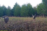 Undeveloped Land for sale in Texas County, Missouri