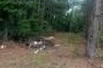 Undeveloped Land for sale in Sumter County, South Carolina