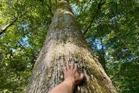 Undeveloped Land for sale in Greene County, Mississippi