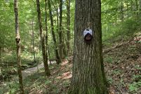 Undeveloped Land for sale in Metcalfe County, Kentucky