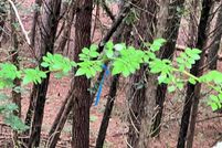 Undeveloped Land for sale in Meigs County, Tennessee