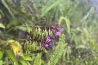 Property for sale in Hawaii County, Hawaii