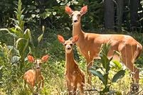 Undeveloped Land for sale in Otsego County, Michigan