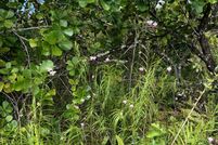 Undeveloped Land for sale in Hawaii County, Hawaii