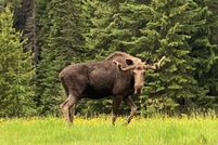 Lakefront Property for sale in Mineral County, Montana