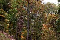 Property for sale in Madison County, North Carolina