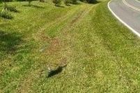 Property for sale in Forsyth County, North Carolina