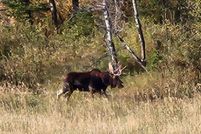 Property for sale in Gallatin County, Montana