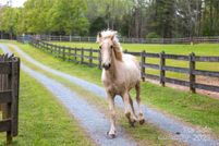 Property for sale in Union County, North Carolina