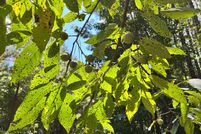 Undeveloped Land for sale in McCormick County, South Carolina