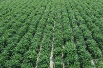 Property for sale in DeSoto County, Mississippi