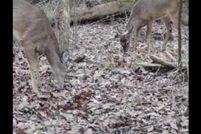 Property for sale in Etowah County, Alabama