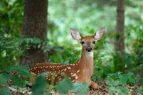 Undeveloped Land for sale in Monroe County, Pennsylvania