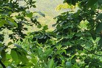 Property for sale in Gordon County, Georgia