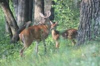 Property for sale in Adams County, Wisconsin