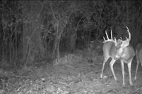 Property for sale in Gladwin County, Michigan