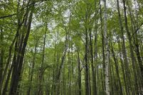 Undeveloped Land for sale in Isabella County, Michigan