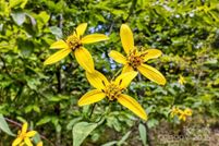 Property for sale in McDowell County, North Carolina