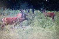 Undeveloped Land for sale in Rusk County, Wisconsin