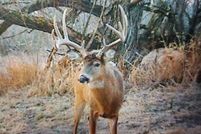 Property for sale in Pepin County, Wisconsin