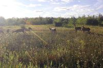 Property for sale in Presque Isle County, Michigan