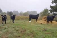 Property for sale in Eastland County, Texas