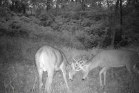 Undeveloped Land for sale in Richland County, Wisconsin