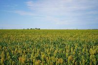 Undeveloped Land for sale in Edwards County, Kansas