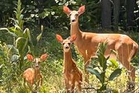 Property for sale in Otsego County, Michigan