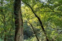 Property for sale in Johnson County, Kentucky