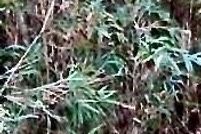 Property for sale in Suffolk City County, Virginia